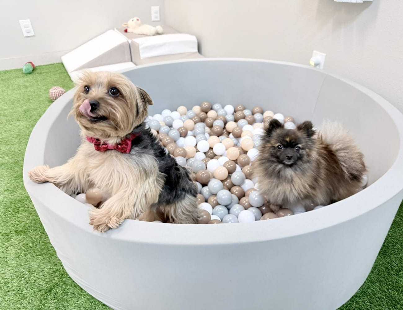 Two small dogs play in a ball pit on green turf.